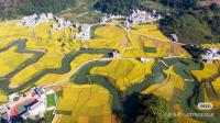“梳秧节”热闹开场！包车畅游龙脊梯田，体验最地道的农耕民俗！